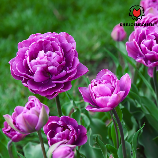 Double drapeau - Bulbes de tulipes 20 pièces