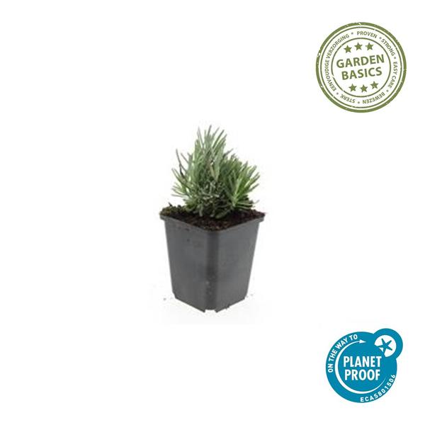 Lavandula ang. 'Dwarf Blue' - ↕10-25cm - Ø9cm - 60x