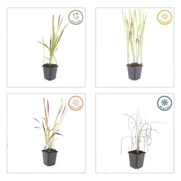 Imperata cylindrica 'Red Baron' - ↕10-25cm - Ø9cm - 60x