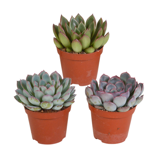 Echeveria mix 8.5 cm - 3x - zonder pot