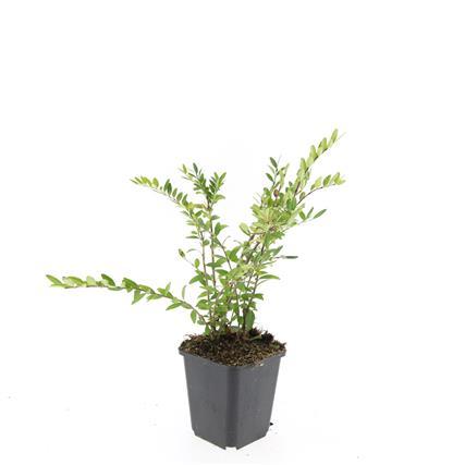 Lonicera pileata 'Purple Pearl' - ↕10-25cm - Ø9cm - 60x