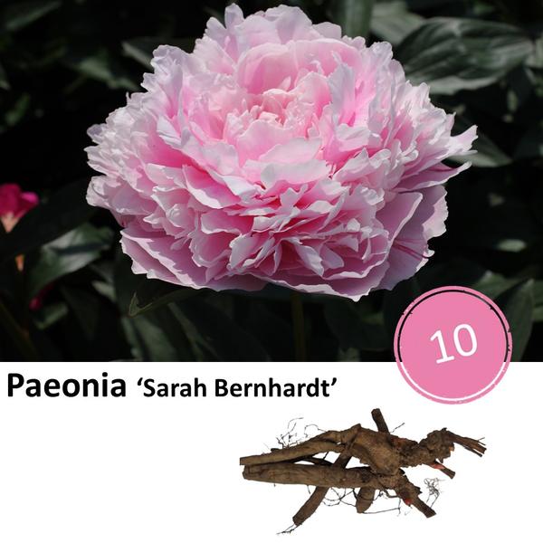 Paeonia 'Sarah Bernhardt' - 10x