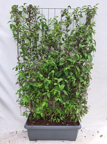 Deutzia hybrida 'Mont Rose' - Fleur nuptiale - Haie prête à l'emploi - 120 x 180 cm