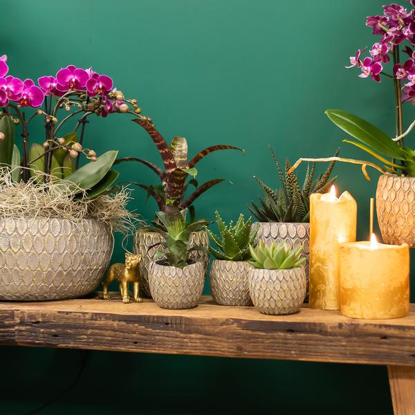 Maison Colibri | Ornement - Décoration dorée Jaguar