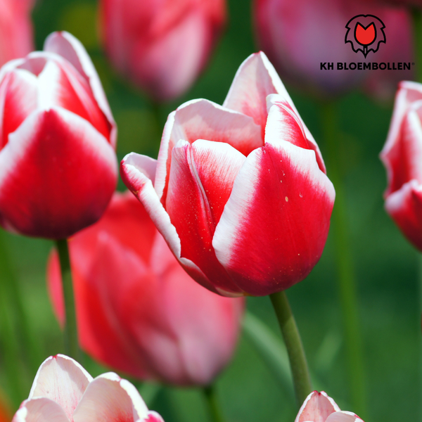 Candy Apple Delight - Bulbes de tulipes 20 pièces