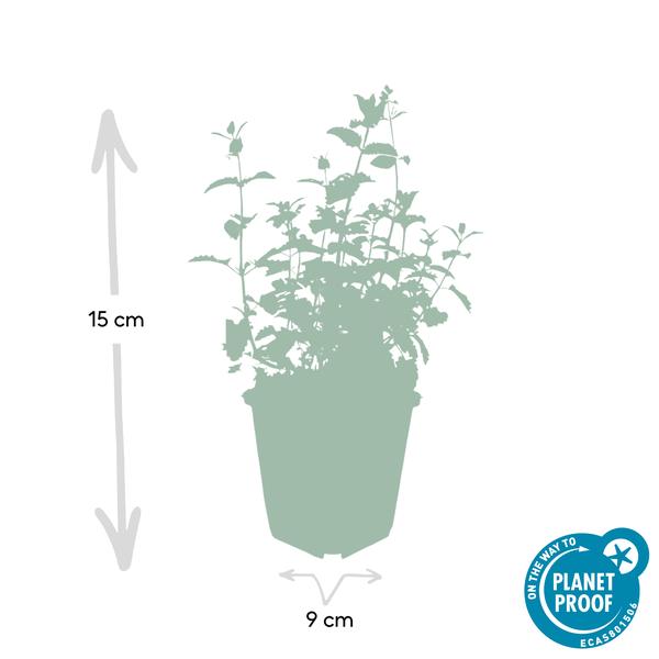 Nepeta 'Six Hills Giant' - ↕10-25cm - Ø9cm - 6x