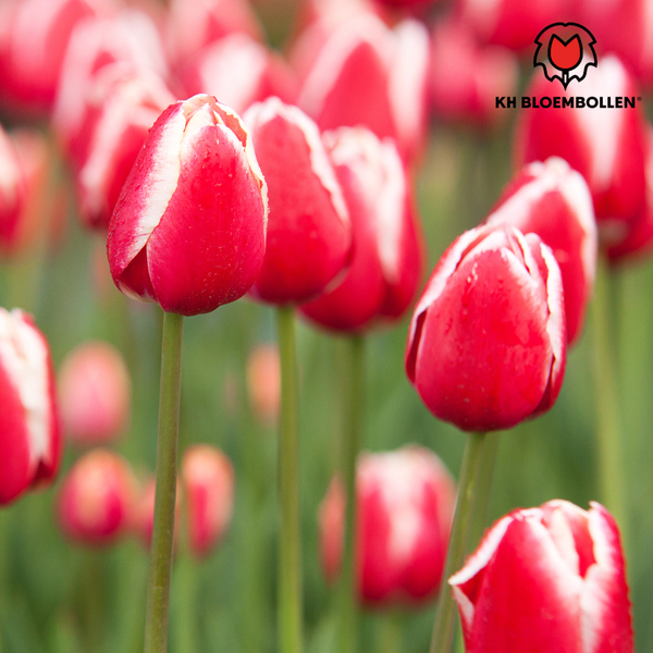 Candy Apple Delight - Bulbes de tulipes 20 pièces