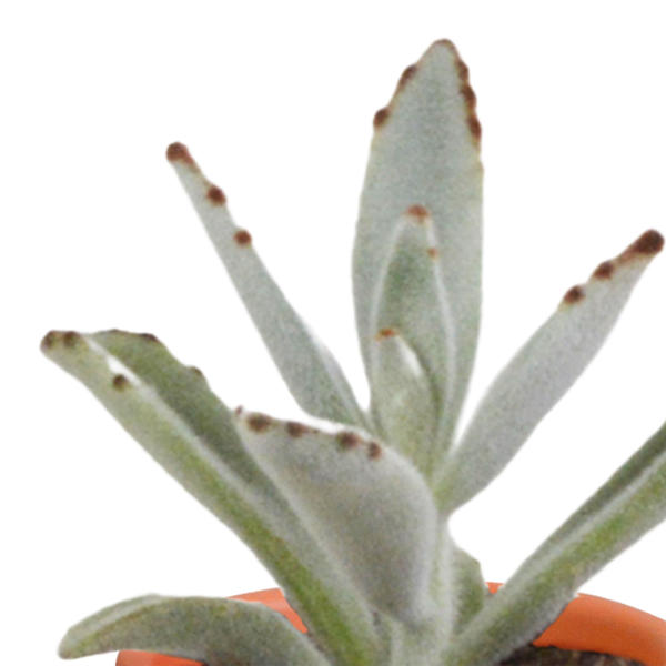 Cactus en vetplanten mix 5.5 cm | 15 stuks - in terracotta pot