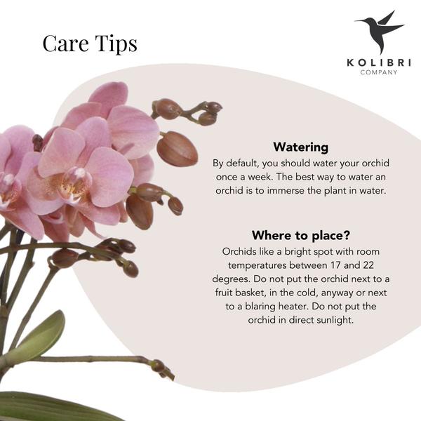 Kolibri Orchids | Roze Phalaenopsis orchidee – Treviso in Groove pot goud – potmaat Ø12cm – 35cm hoog | bloeiende kamerplant in bloempot - vers van de kweker