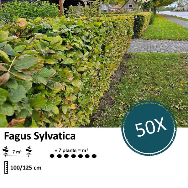 Fagus sylvatica - Bare root - 100/125 - 50x
