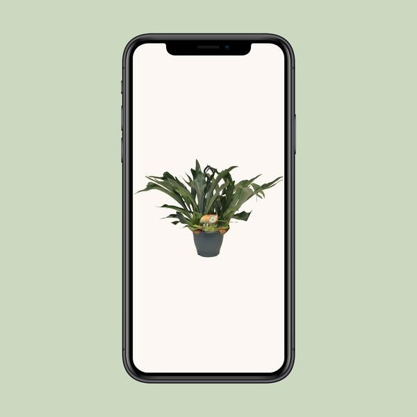 Platycerium Bifurcatum - Ø21cm - ↕50cm