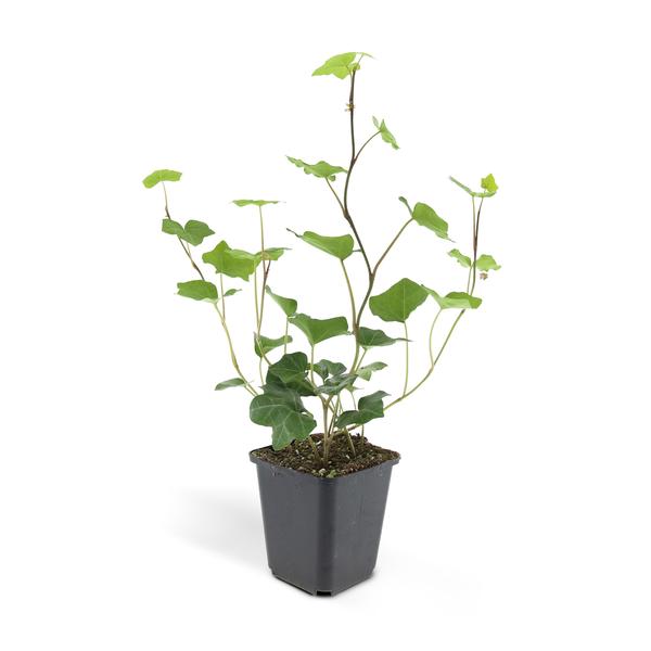 Hedera Hibernica - ↕10-25cm - Ø9cm - 12x
