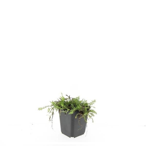 Leptinella squalida - ↕10-25cm - Ø9cm - 60x