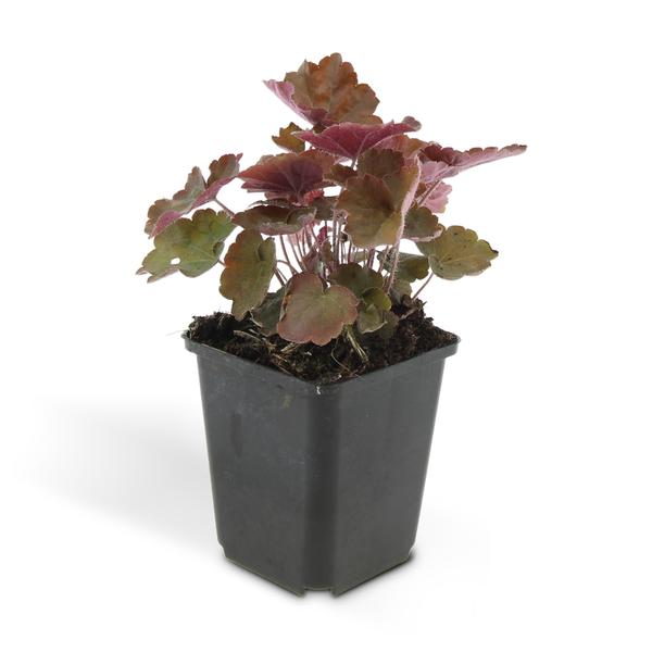 Heuchera mic. 'Palace Purple' - ↕10-25cm - Ø9cm - 60x