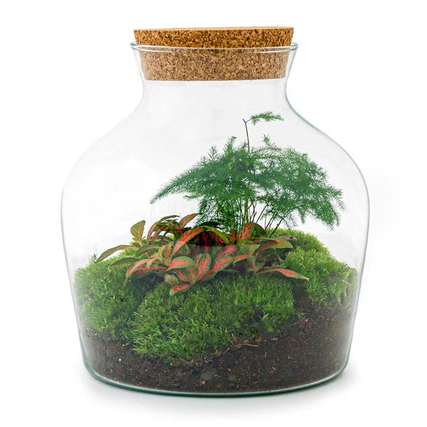 DIY terrarium - Little Joe - ↕ 21,5 cm - Normal