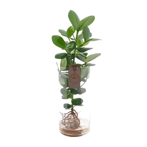 Clusia En Verre Cylindre XXL - Ø17cm - ↕60cm