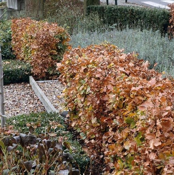 Fagus sylvatica - Bare root - 80/100 - 25x