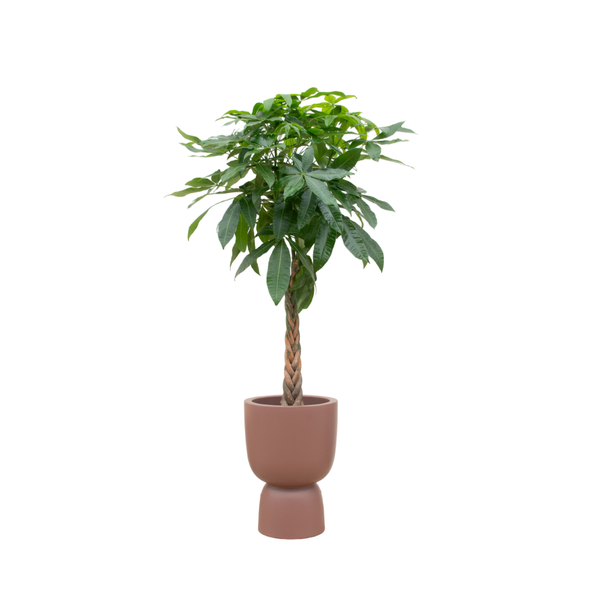 Offre combinée - Pachira Aquatica avec elho Pure Coupe marron Ø41 - 210 cm