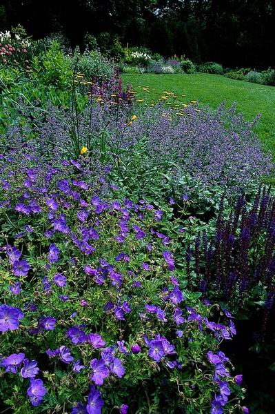 Geranium 'Johnson's Blue' - ↕10-25cm - Ø9cm - 60x