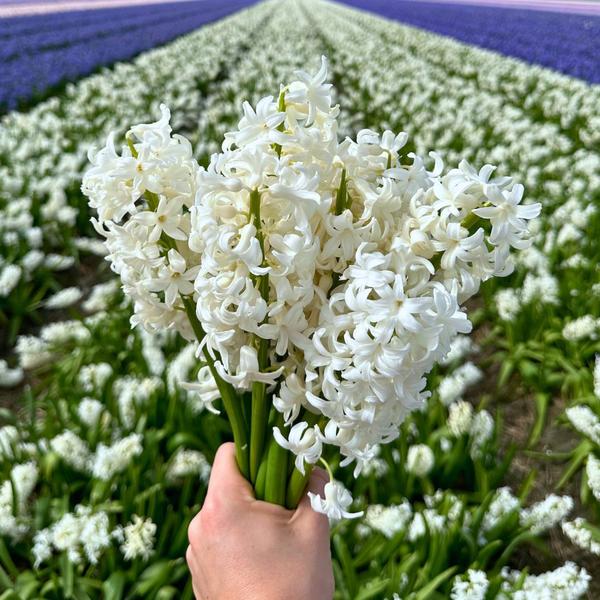 Bulbes à fleurs Amsterdam - Début du printemps - 30 bulbes à fleurs