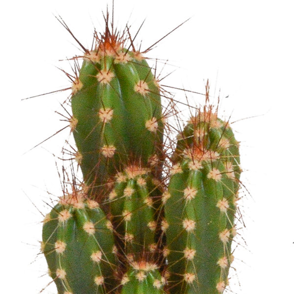 Cactus mix 5.5 cm - 10x - zonder pot