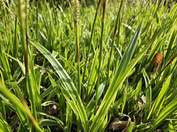 Carex morrowii 'Aureovariegata' - ↕10-25cm - Ø9cm - 60x