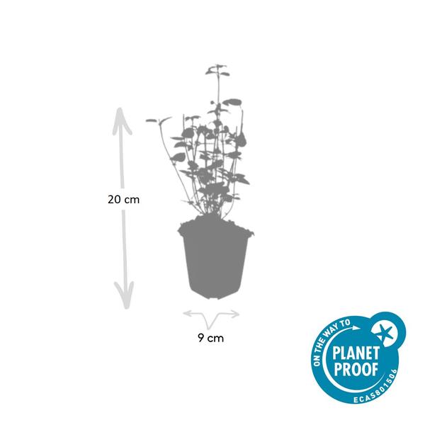 Agastache 'Black Adder' - ↕10-25cm - Ø9cm - 60x