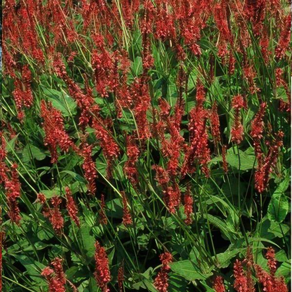 Persicaria amplexicaulis - ↕10-25cm - Ø9cm - 60x