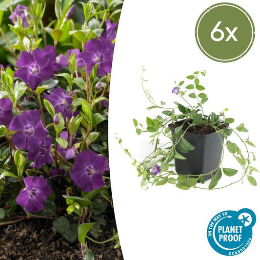 Vinca mineure 'Atropurpurea', - ↕10-25cm - Ø9cm - 6x