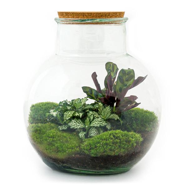 DIY terrarium - Teddy - ↕ 26,5 cm - Rake + Shovel + Tweezer