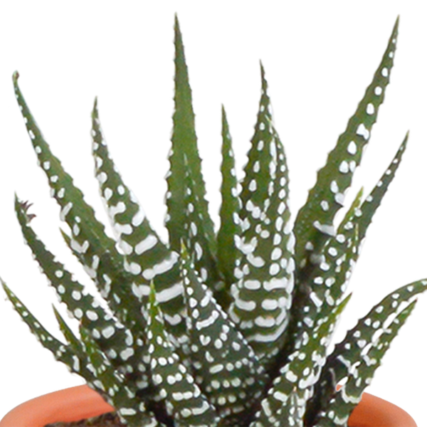 Cactus en vetplanten mix 5.5 cm | 15 stuks - in terracotta pot