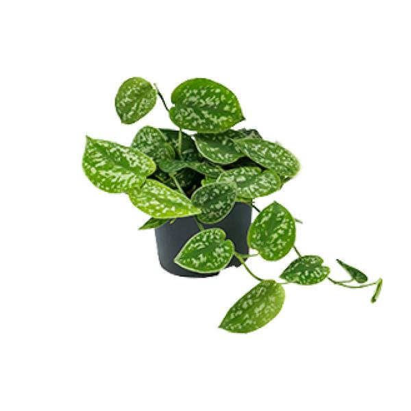 Scindapsus Pictus - Ø15cm - ↕25cm - Ø12cm - ↕15cm