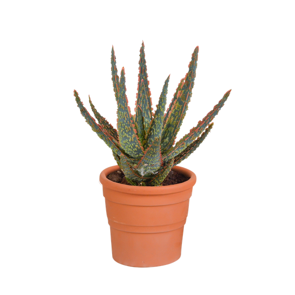Aloe zebrina Dannyz 10,5cm - en pot terre cuite