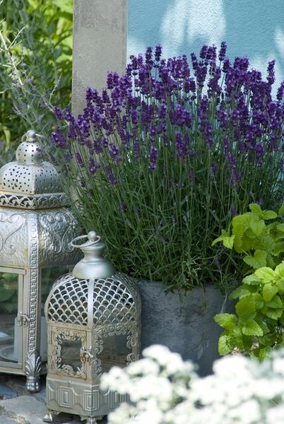 Lavandula 'Hidcote' - ↕10-25cm - Ø9cm - 60x