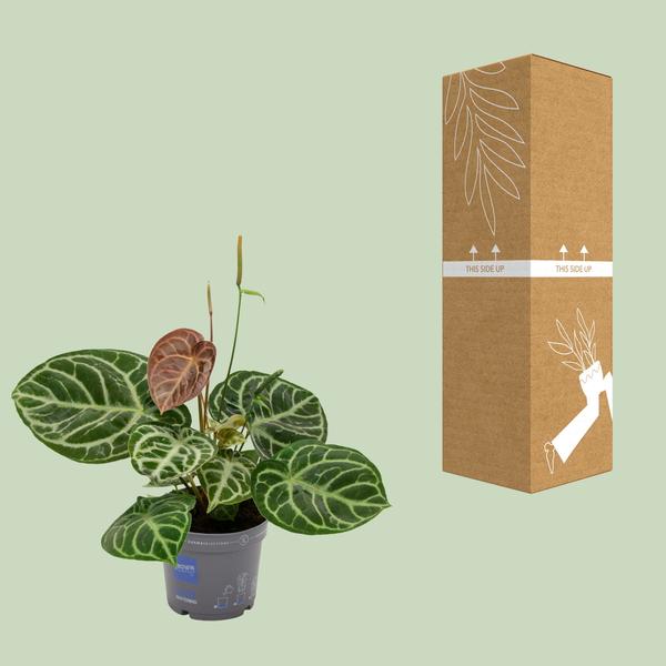 Anthurium Cristal Hybride Compact - Ø17cm - ↕40cm
