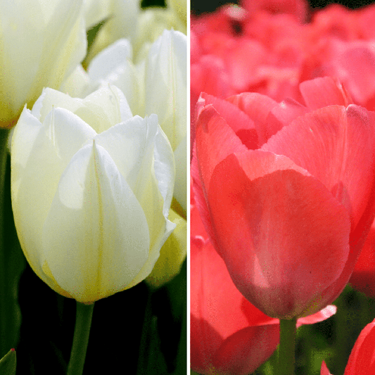 Flowerbulbs Amsterdam - Elly's Choice - 30 bulbes de fleurs - Taille 12+