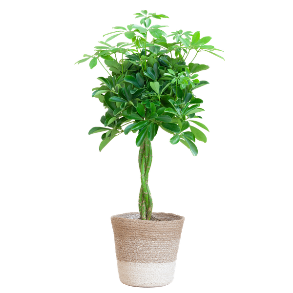 Schefflera Arabe Nora avec Panier Lisbonne blanc - 70cm - Ø21