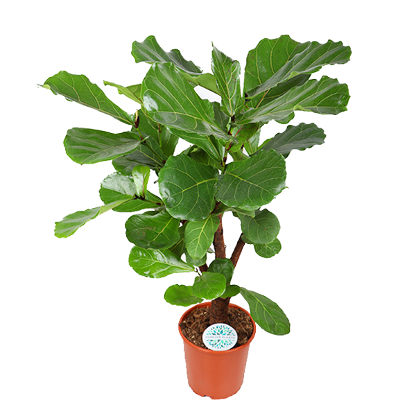 Ficus Lyrata (vertakt) - Ø24cm - ↕110cm