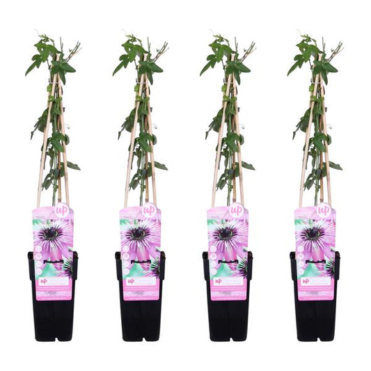 4x - Passiflora 'Purple Haze' - ↨65cm - Ø15