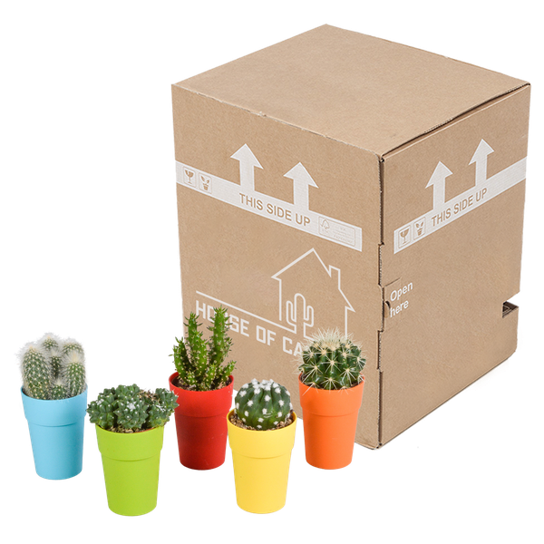 Cactus mix 5.5 cm - 5x - in gekleurde plasticpot