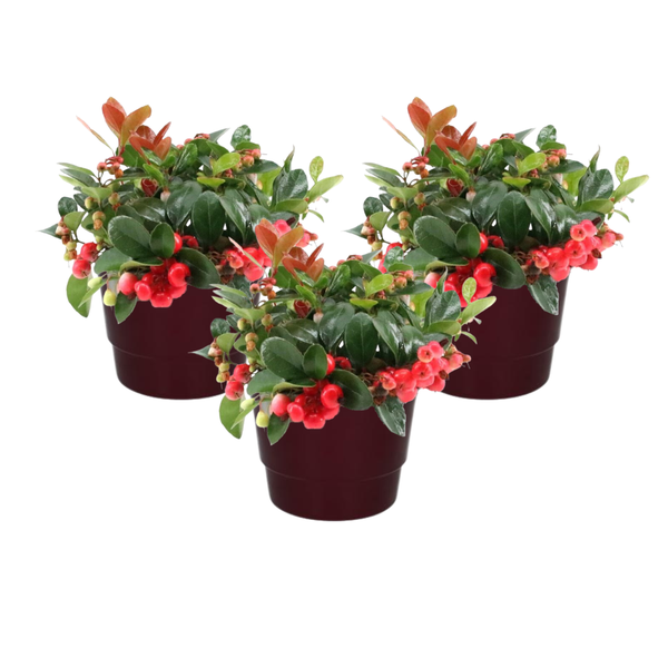 Gaultheria Pr. 'Big Berry' + Pot Basic Bordeaux - 3 stuks - Ø10cm - ↕15cm