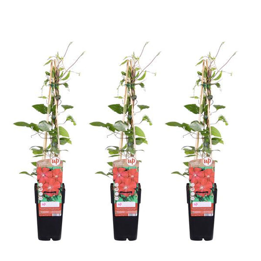 3x - Clématite Rouge Cardinal - ↨65cm - Ø15