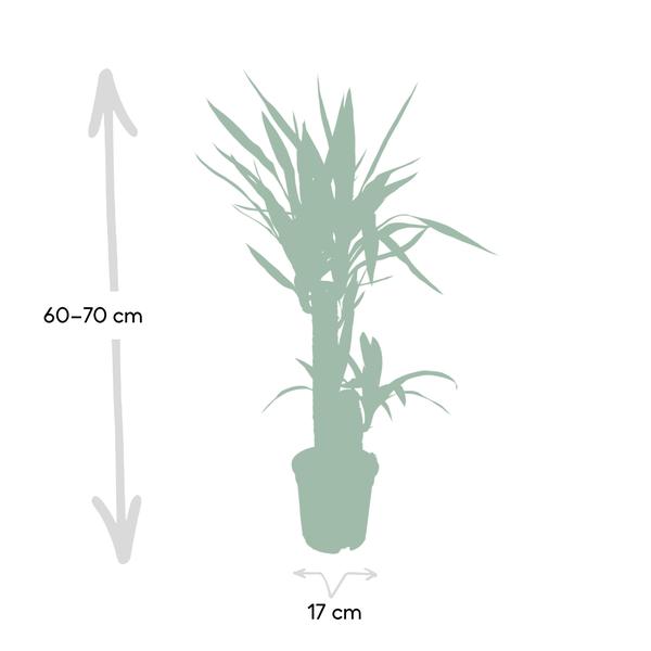 Yucca Éléphantipes - Ø17cm - ↕85cm