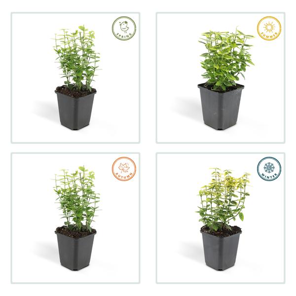 Euonymus fort. 'Emerald 'n Gold’ - ↕10-25cm - Ø9cm - 60x