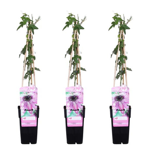3x - Passiflore 'Purple Haze' - ↨65cm - Ø15