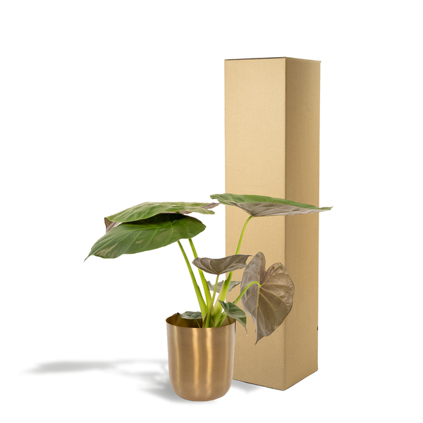Alocasia Wentii - Ø19cm - ↕65cm + Pot Mayk Or