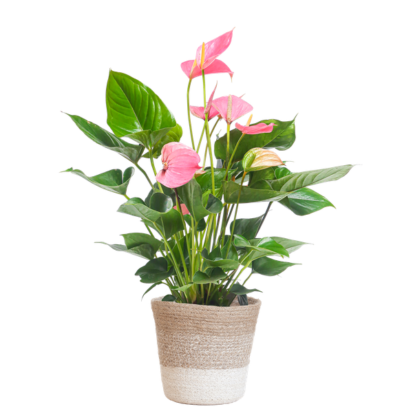 Anthurium Pink explosion met Lissabon mand wit - 55cm - Ø17