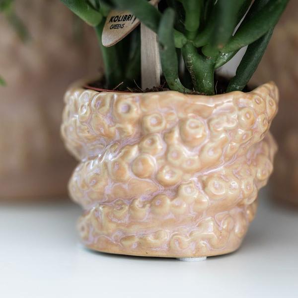 Compagnie des Colibris | Coffret cadeau Poulpe Rose petit | Plante verte avec orchidée Phalaenopsis rose ancienne dans des pots décoratifs roses Octopus sur plateau biologique blanc