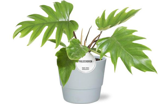 Philodendron Mayoi - Ø15cm - ↕35cm + Pot Basic D16x13,5cm - Wit