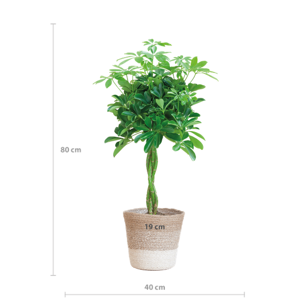 Schefflera Arabe Nora avec Panier Lisbonne blanc - 70cm - Ø21